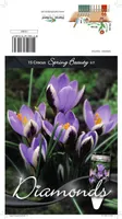 LILLESIBUL KROOKUS BOT. SPRING BEAUTY 15TK PAKIS
