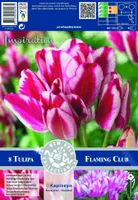 LILLESIBUL KAPITEYN TULP MULTI-HEADED SINGLE LATE FLAMING CLUB 8TK PAKIS