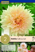 DEKORATIIVDAALIA KAPITEYN "CAFE AU LAIT" 2TK PAKIS