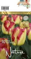 LILLESIBUL TULP EVT CAPE TOWN 10TK PAKIS