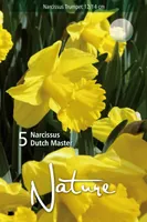 LILLESIBUL NARTSISS TR. DUTCH MASTER 5TK PAKIS