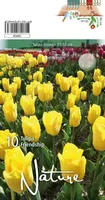 LILLESIBUL TULP TRIUMPH FRIENDSHIP 10TK PAKIS