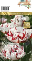 LILLESIBUL TULP DBL. LATE CARNAVAL DE NICE 10TK PAKIS