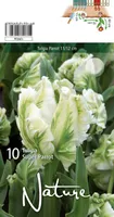 LILLESIBUL TULP PARROT SUPER PARROT 10TK PAKIS