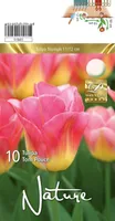 LILLESIBUL TULP TRT TOM POUCE 10TK PAKIS