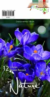 LILLESIBUL KROOKUS BIGFL. FLOWER RECORD 12TK PAKIS