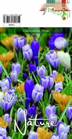LILLESIBUL KROOKUS BIGFL. MIX 12TK PAKIS