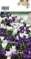LILLESIBUL KROOKUS BIGFL. BLUE & WHITE MIX 12TK PAKIS