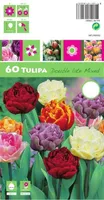 LILLESIBUL TULP DLT MIX 60TK PAKIS