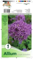 LILLESIBUL LAUK PURPLE SENSATION