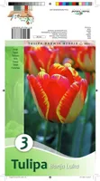 LILLESIBUL TULP BANJA LUKA 3TK PAKIS