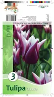 LILLESIBUL TULP CLAUDIA 3TK PAKIS