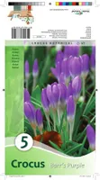 LILLESIBUL KROOKUS BARR'S PURPLE 5TK PAKIS