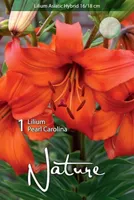 LILLESIBUL LIILIA AASIA HÜBRIID PEARL CAROLINA