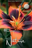 LILLESIBUL LIILIA AASIA HÜBRIID EASY SAMBA