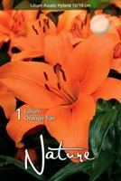 LILLESIBUL LIILIA AASIA HÜBRIID ORANGE TON