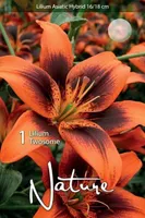 LILLESIBUL LIILIA AASIA HÜBRIID TWOSOME