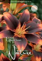 LILLESIBUL LIILIA AASIA HÜBRIID FOREVER SUSAN