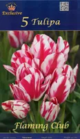 LILLESIBUL TULP FLAMING CLUB 5TK PAKIS