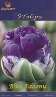 LILLESIBUL TULP BLUE PAEONY 5TK PAKIS