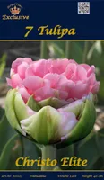 LILLESIBUL TULP CHRISTO ELITE 7TK PAKIS