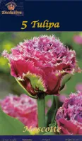 LILLESIBUL TULP MASCOTTE 5TK PAKIS