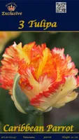 LILLESIBUL TULP CARIBBEAN PARROT 3TK PAKIS