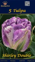 LILLESIBUL TULP SHIRLEY DOUBLE 5TK PAKIS