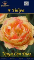 LILLESIBUL TULP VAYA CON DIOS 5TK PAKIS