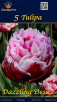 LILLESIBUL TULP DAZZLING DESIRE 5TK PAKIS