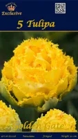 LILLESIBUL TULP GOLDEN GATE 3TK PAKIS