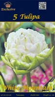 LILLESIBUL TULP WHITE MOUNTAIN 5TK PAKIS