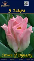 LILLESIBUL TULP CROWN OF DYNASTY 5TK PAKIS