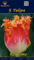LILLESIBUL TULP REALTIME 5TK PAKIS