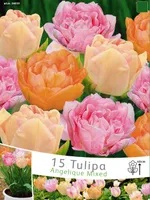 LILLESIBUL TULIP ANGELIQUE SEGU 15TK PAKIS