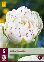 LILLESIBUL JUB TULP DANCELINE 5TK PAKIS