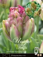 LILLESIBUL TULP BOA VISTA 7TK PAKIS