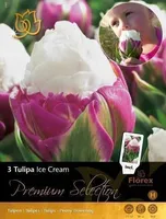 LILLESIBUL TULP FLOREX ICE CREAM 11/12 3TK PAKIS