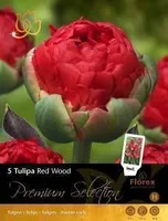 LILLESIBUL TULP FLOREX CARDIFF 12/+ 5TK PAKIS