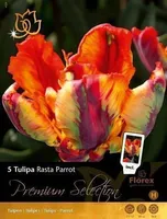 LILLESIBUL TULP FLOREX RASTA PARROT 11/12 5TK PAKIS