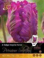 LILLESIBUL TULP NEGRITTA PARROT - NEW 8TK PAKIS