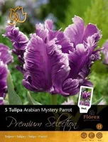 LILLESIBUL TULP FLOREX ARABIAN MYSTERY PARROT 11/12 5TK PAKIS