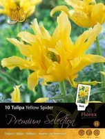 LILLESIBUL TULP YELLOW SPIDER 10TK PAKIS