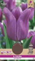 LILLESIBUL TRIUMFTULP BLUE BEAUTY 8TK PAKIS