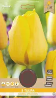 LILLESIBUL DARVINTULP FLOREX GOLDEN APELDOORN 8TK PAKIS