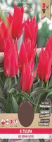LILLESIBUL GREIGI TULP FLOREX RED RIDING HOOD 8TK PAKIS
