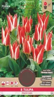 LILLESIBUL GREIGI TULP FLOREX PINOCCHIO 8TK PAKIS