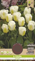 LILLESIBUL TRIUMFTULP FLOREX CALGARY 6TK PAKIS