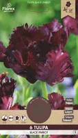 LILLESIBUL PAPAGOIÕIELINE TULP FLOREX BLACK PARROT 6TK PAKIS