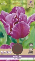 LILLESIBUL PAPAGOIÕIELINE TULP FLOREX BLUE PARROT 6TK PAKIS